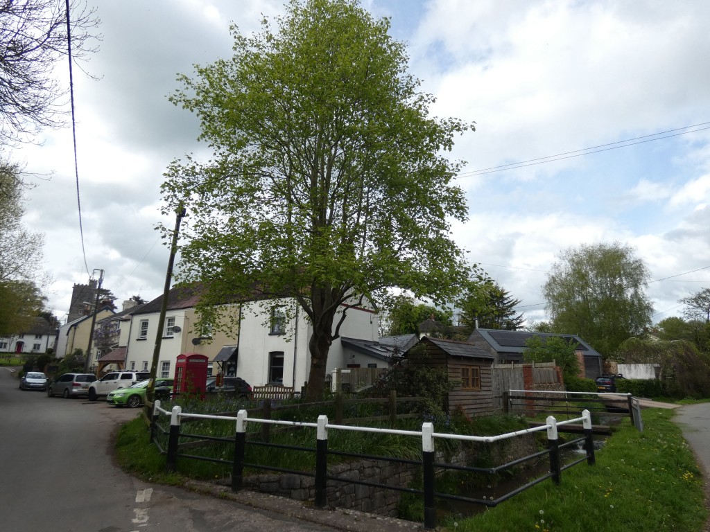 Images for Brookdale, Payhembury